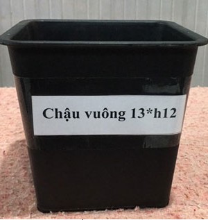 chau-vuong-13-12